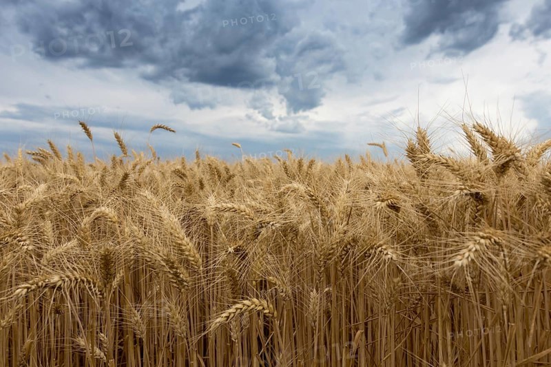 Storm clouds over wheat field