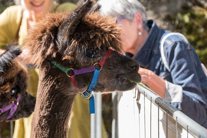 Onlookers at the zoo marvel at alpacas and love their wool