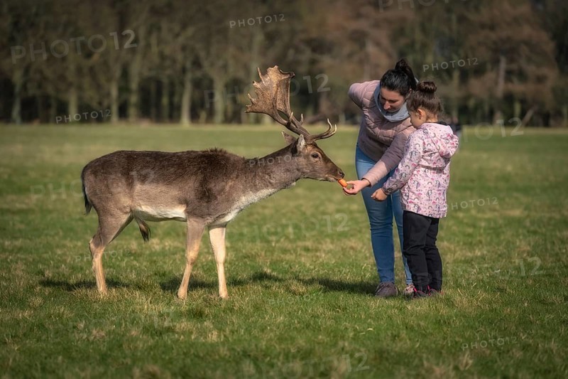 Mother and daughter feeding carrots to Fallow Deer with large antlers, with blurred forest and field in background in Pheonix Park, Dublin, Ireland