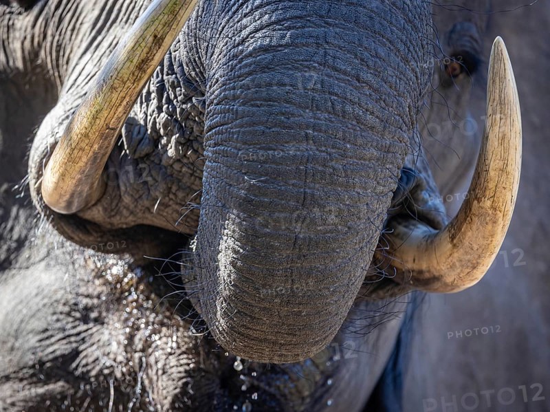 African elephant (Loxodonta africana) drinking, close-up, Manyeleti Game Reserve, South Africa