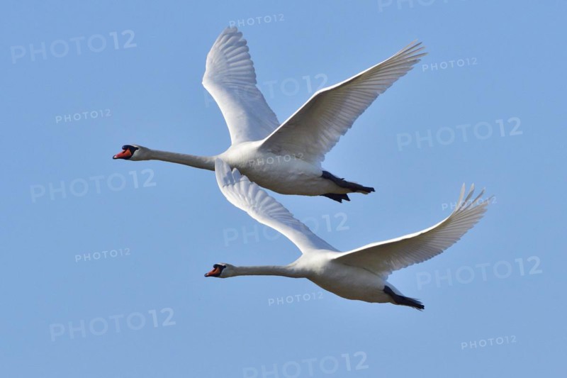 Mute Swan in territory battle in spring, Mute Swan during the breeding season
