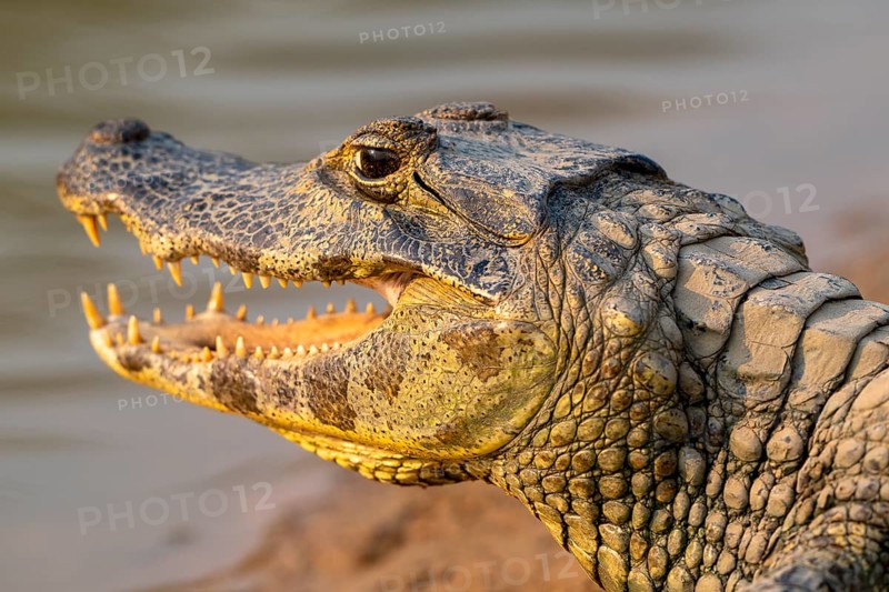 Caiman (Caimaninae), Alligator (Alligatoridae), Crocodile (Crocodylia), animal portrait, side view, Pantanal, inland, wetland, UNESCO Biosphere Reserve, World Heritage Site, wetland biotope, Mato Grosso, Brazil