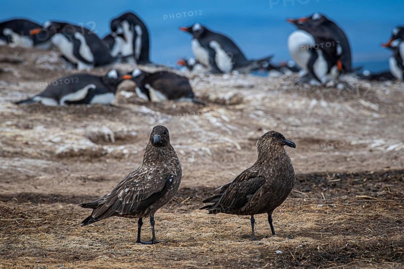Subantarctic skuas, or Brown Skua (Catharacta antarctica), at a breeding colony of gentoo penguins (Pygoscelis papua), Pebble Island, Falkland Islands, Great Britain, South Atlantic
