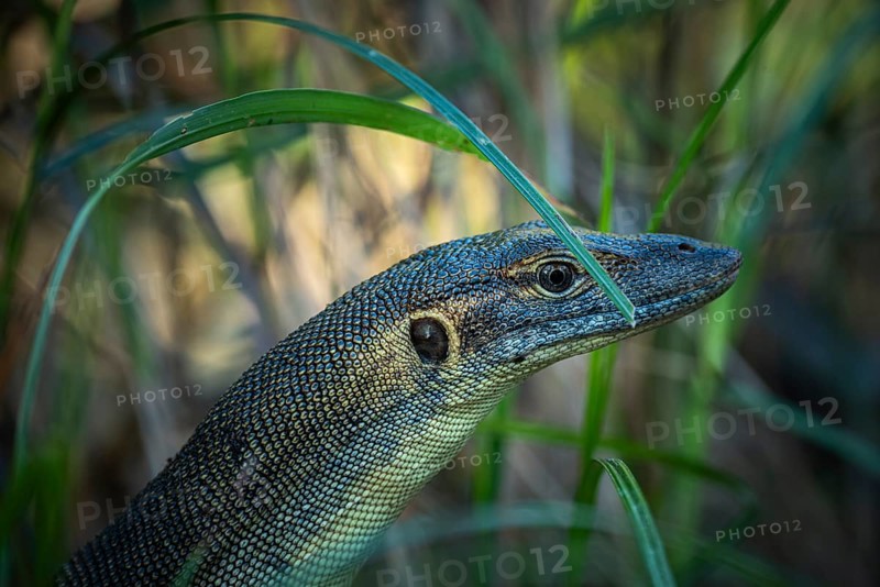 Mertens' monitor lizard (Varanus mertensi), Litchfield National Park, Northern Territory, Australia