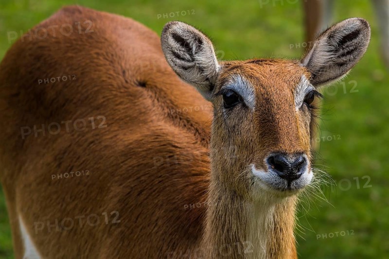 Deer