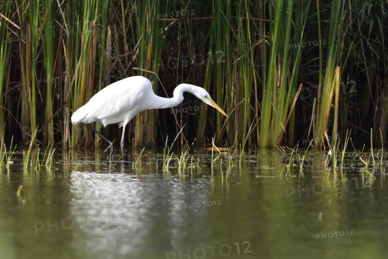 Great egret, Casmerodius albus, Great white egret in Upper Lusatia