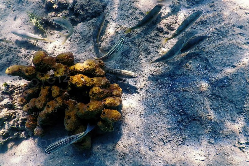 Yellow goatfish (Mulloidichthys martinicus) Underwater, Marine life