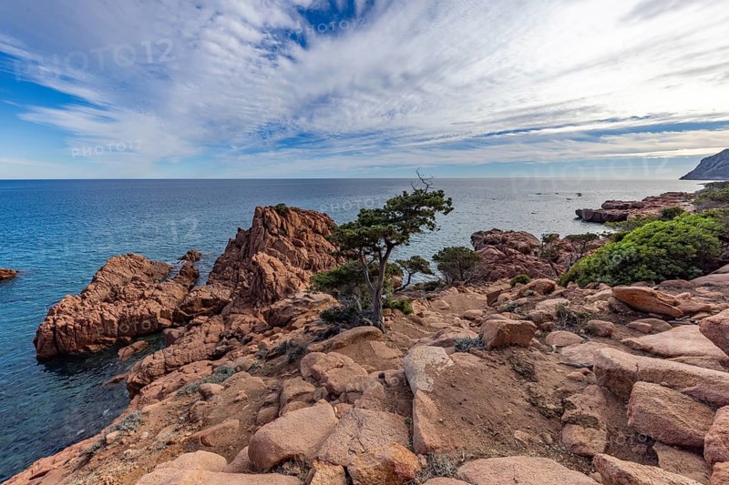 Coastal landscape with bizarre red rocks and gnarled trees with a view of the sea in the sunshine, Spiaggia di Cala E'Luas, Ogliastra, Sardinia, Italy