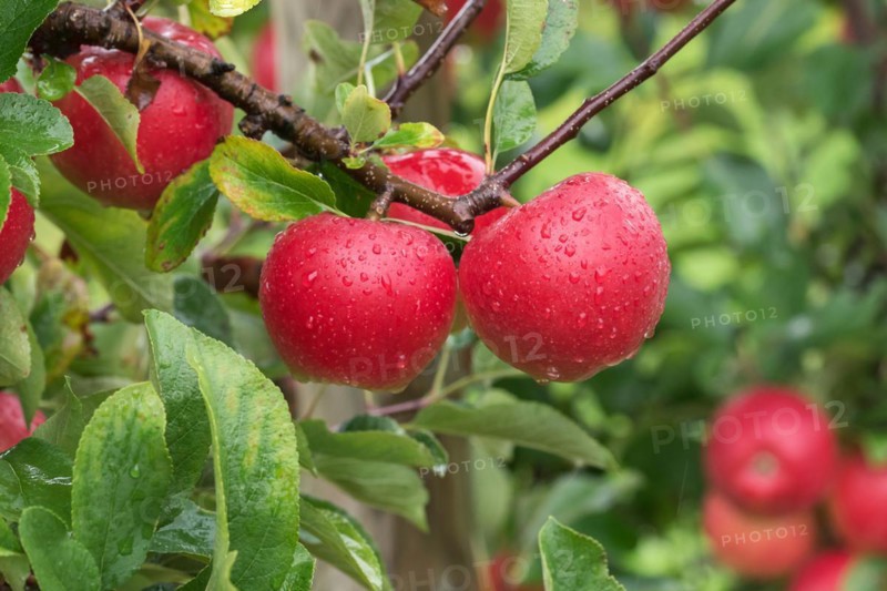 Apple (Malus domestica KANZI), Bundessorteamt, testing centre Wurz, Germany