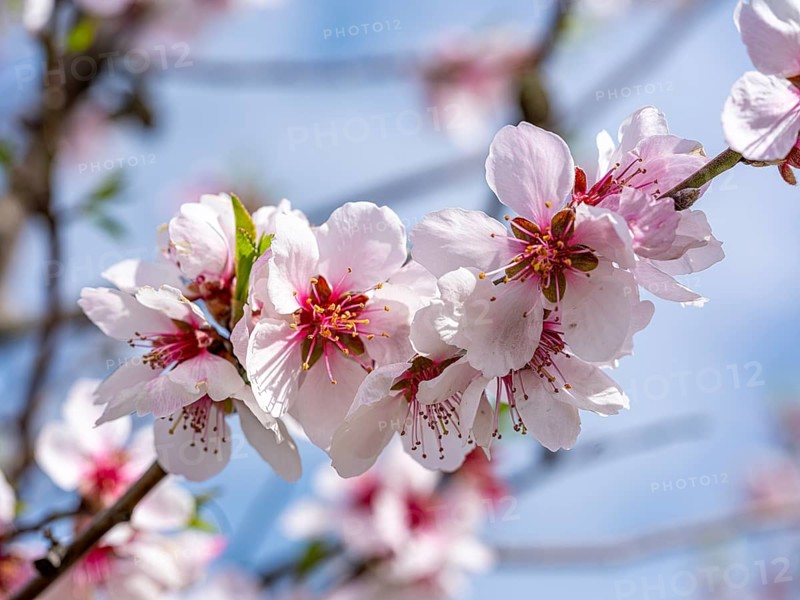 Almond blossom (Prunus dulcis), Maikammer, Rhineland-Palatinate, Germany