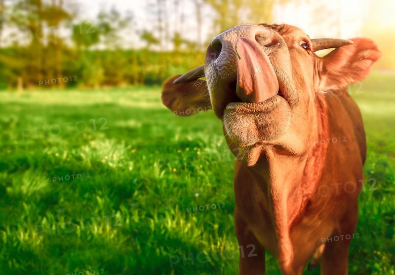 Funny animal image with a cute orange baby cow, looking at the camera while sticking its tongue out, in a green field, on a sunny day of spring