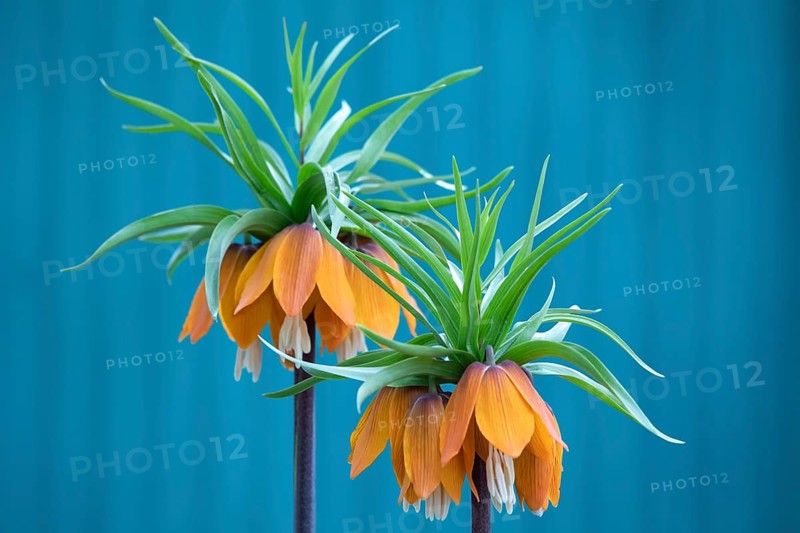 Fritillaria imperialis, crown imperial, fritillary or kaiser crown, is a species of flowering plant in the lily family. Fritillaria imperialis, close-up