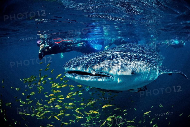 Whale shark, Rhincodon thypus, Mexico, Lake Cortez, Lower California, La Paz