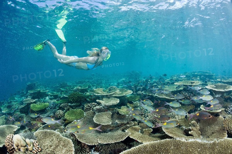 Healthy reef top and snorkeller, Ellaidhoo house reef, North Ari Atoll, Maldives