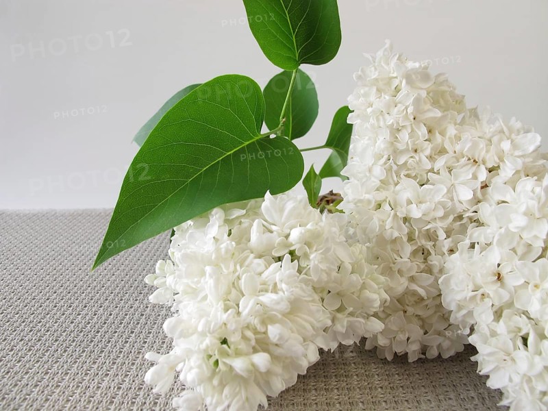 A bouquet of white lilacs