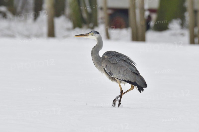 Grey heron in the snow looking for food. Graureiher im Winter