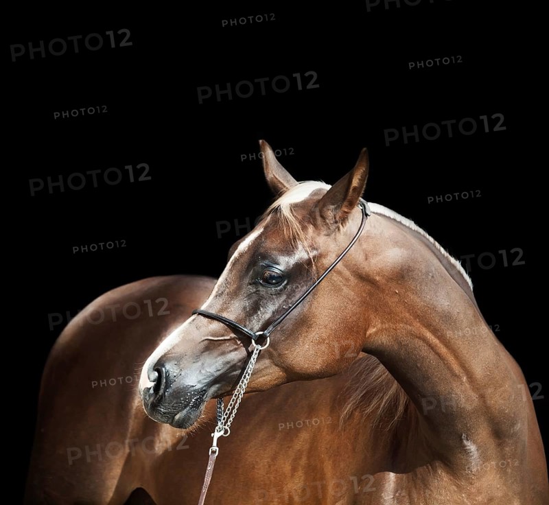 Portrait of young arabian filly at black background