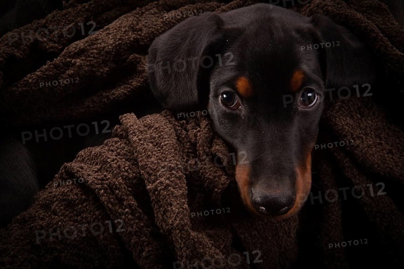 Doberman pinscher (Dobie) puppy in a studio setting
