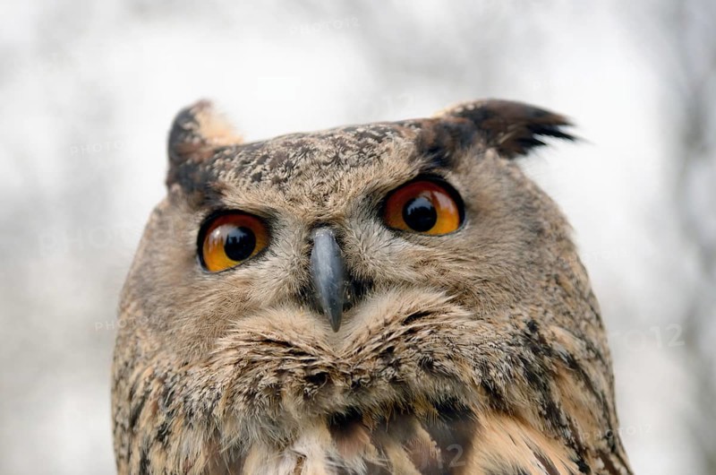 Portrait of a great horned Owl Bubo viriginianus