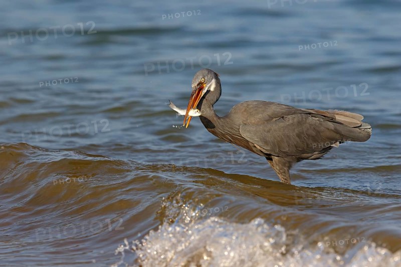Heron, (Egretta gularis), heron, animals, birds, biotope, habitat, foraging Salalah, Raysut, Dhofar, Oman
