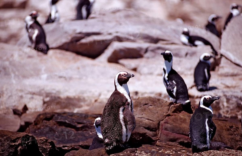 African penguins, Spheniscus demersus, South Africa, Addo Elephant National Park, St. Croix, Port Elizabeth, Madiba Bay, Ibhayi