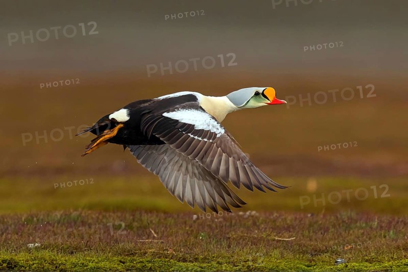 Common eider, (Somateria spectabilis), male, drake, Norway, Spitsbergen, flight photo, Longyearbyen, Svalbard / Spitsbergen, Norway