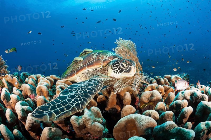 Green turtle, Chelonia mydas, Raja Ampat, West Papua, Indonesia