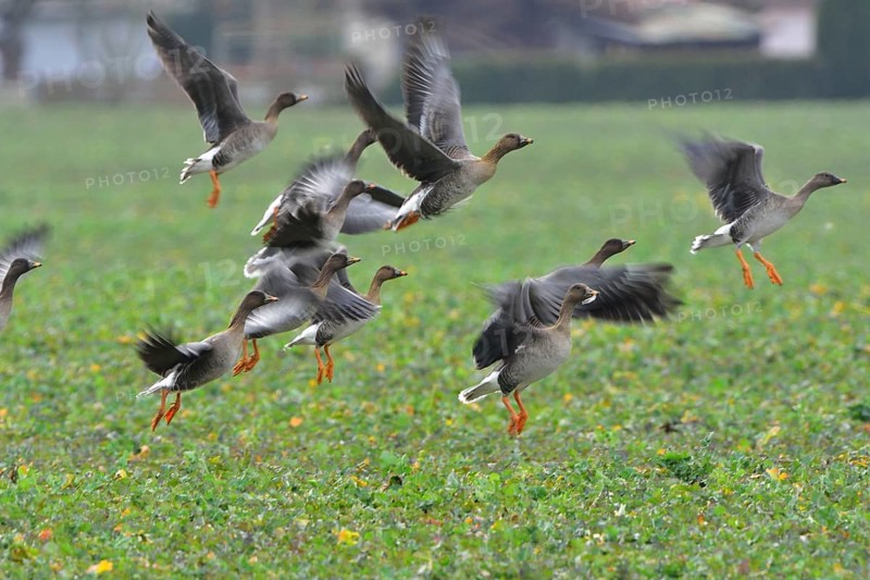 Tundra shelduck (Anser fabalis)