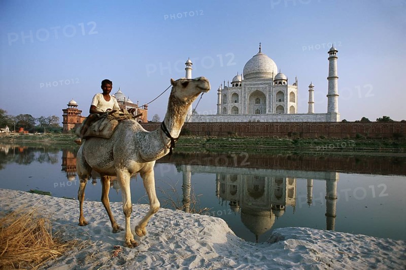Man riding on camel at Taj Mahal Seventh Wonder of The World, Agra, Uttar Pradesh, India NO MR