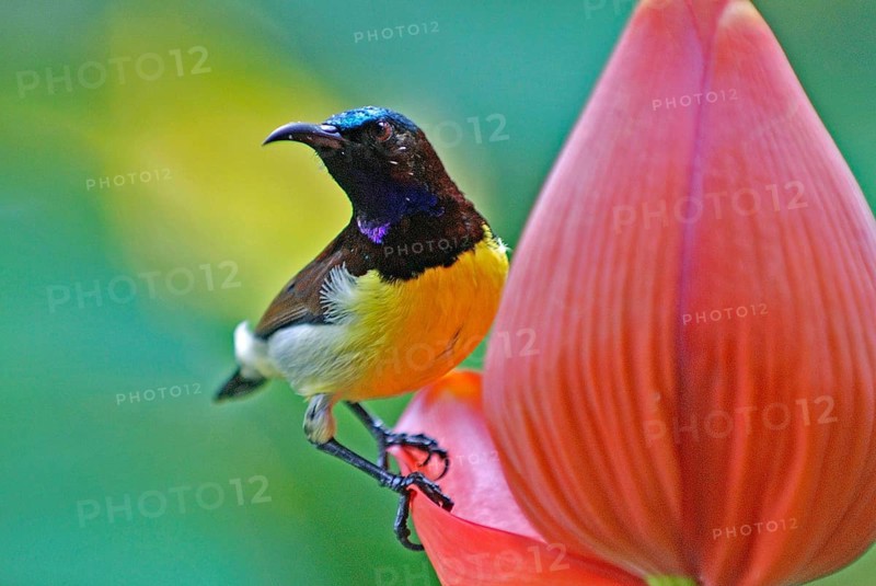 Birds, purple rumped sunbird male nectarinia zeylonica collecting nectar, Howrah, West Bengal, India