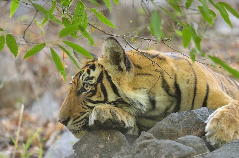 Tiger in Ranthambhore national park, rajasthan, India, Asia