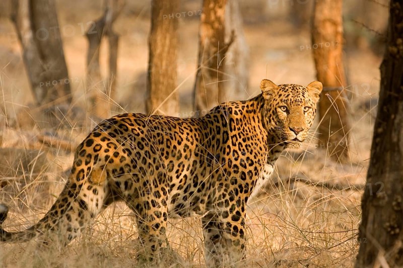 Leopard Panthera pardus, Ranthambore National Park, Rajasthan, India