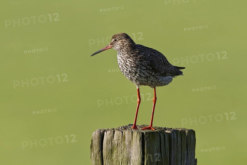 Redshank on a fence post (Tringa totanus)