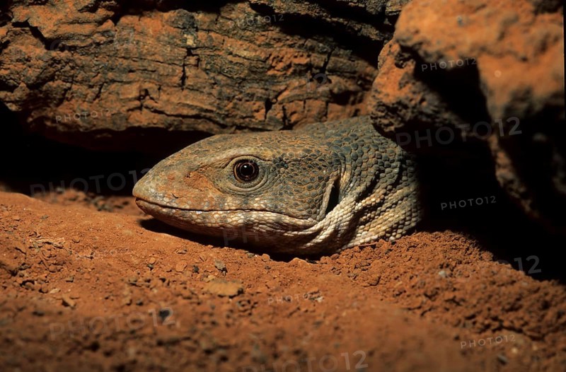 Steppe monitor lizard (Varanus exanthematicus)