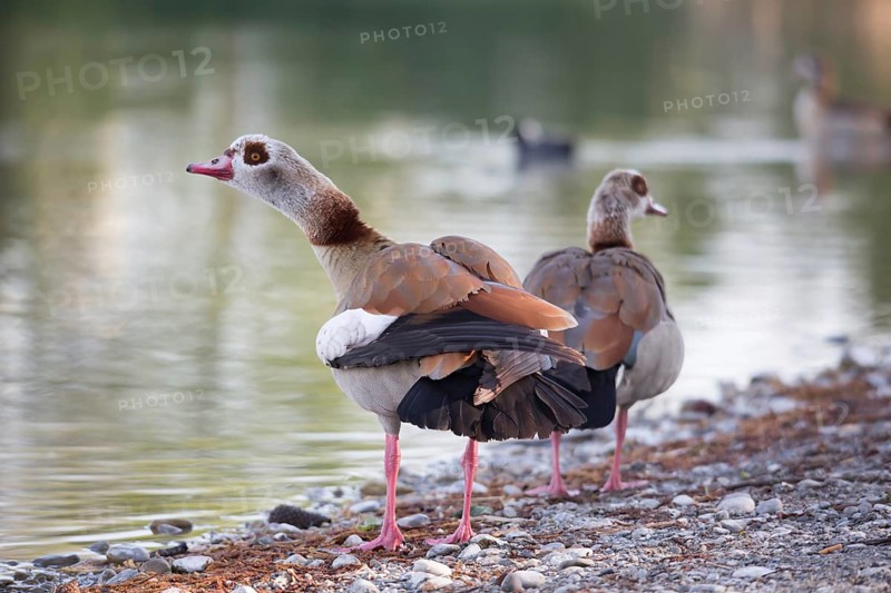 Egyptian goose (Alopochen aegyptiacus)