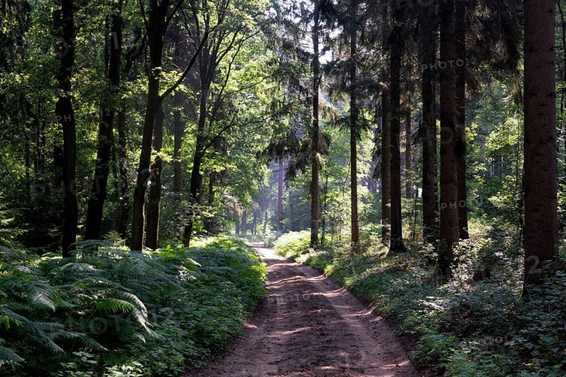 Forest lane in the Bergherbos nature reserve situated on a moraine close to the german border
