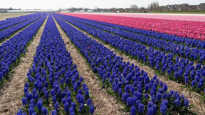 Field with purple hyacinth flowers in the netherlands