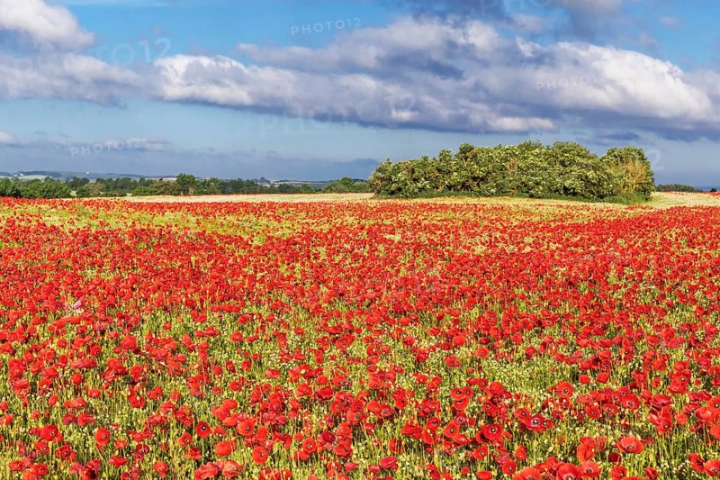 Poppy field with red poppies (Papaver rhoeas, flanders poppy) near Heiligenhafen in Schleswig-Holstein, Germany Poppy field with red poppies (Papaver rhoeas, flanders poppy) near Heiligenhafen in Schleswig-Holstein, Germany