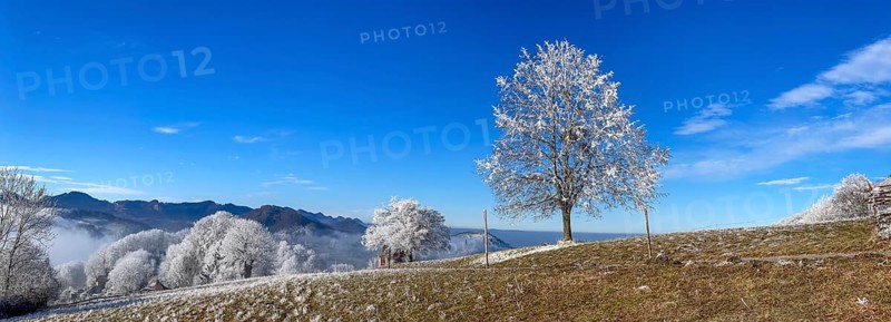 Thawing hoarfrost on solitary tree, winter lime tree, Wisen, Solothurn, Switzerland