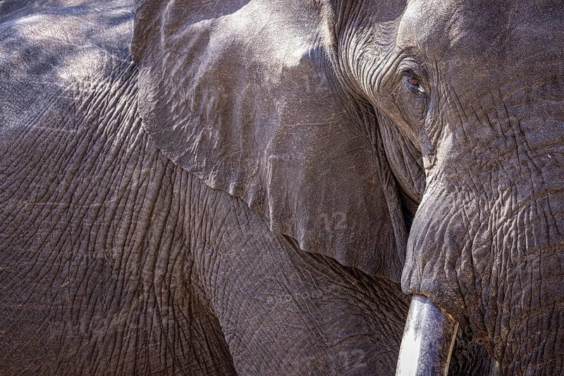African elephant (Loxodonta africana) portrait, detail, close-up, Manyeleti Game Reserve, South Africa