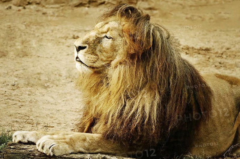 Portrait Of Lion Lying On The Sand