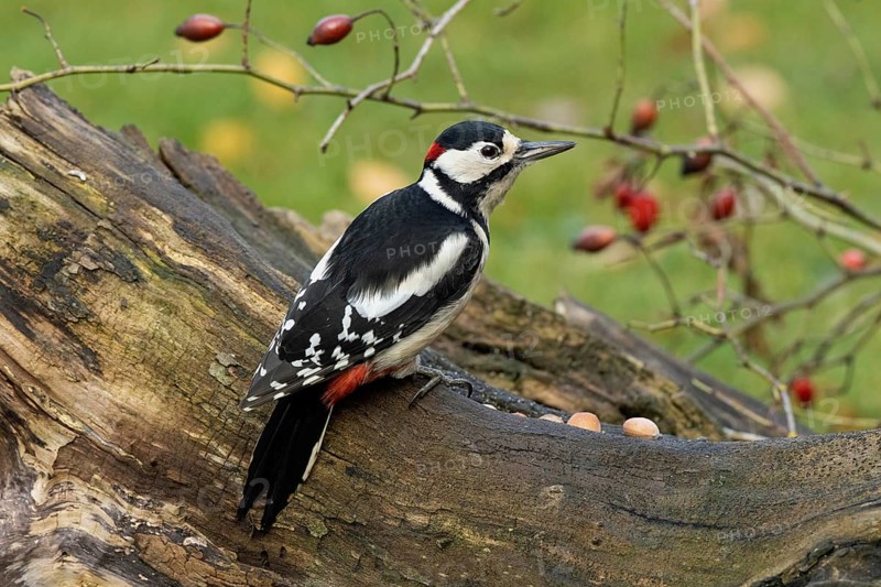 Male great spotted woodpecker sitting on a tree trunk with red rose hips, looking right