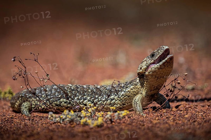 Blue-tongued skink or shingle-backed skink, also known as pine cone lizard (Tiliqua rugosa), Thundelarra, Western Australia, Australia