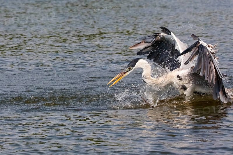 Cocoi Heron landing on water surface to catch fish, wings up, Pantanal Wetlands, Mato Grosso, Brazil