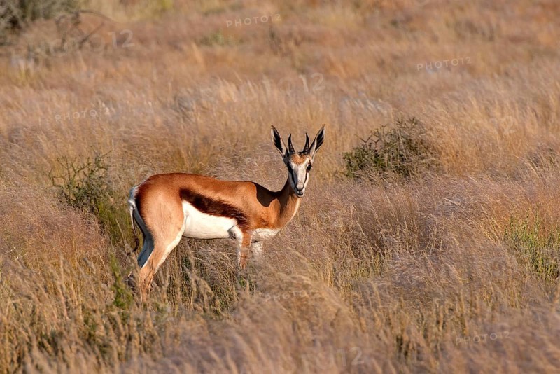 Springbok