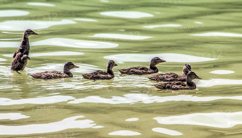 Mallard ducks (Anas platyrhynchos)