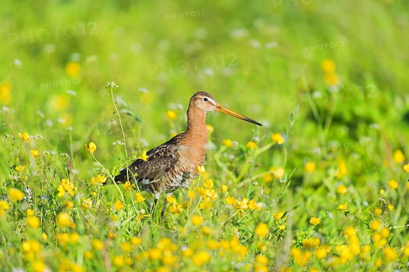 Black-tailed godwit in grass with yellow flowers