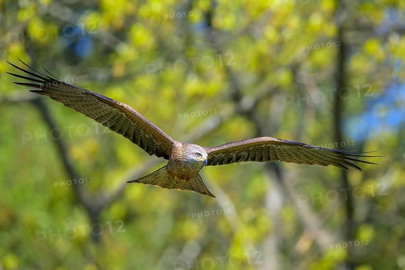 A black kite (Milvus migrans) hovers with its wings outstretched in flight against a background of trees, Kellerwald National Park, Edertal, Hesse, Germany