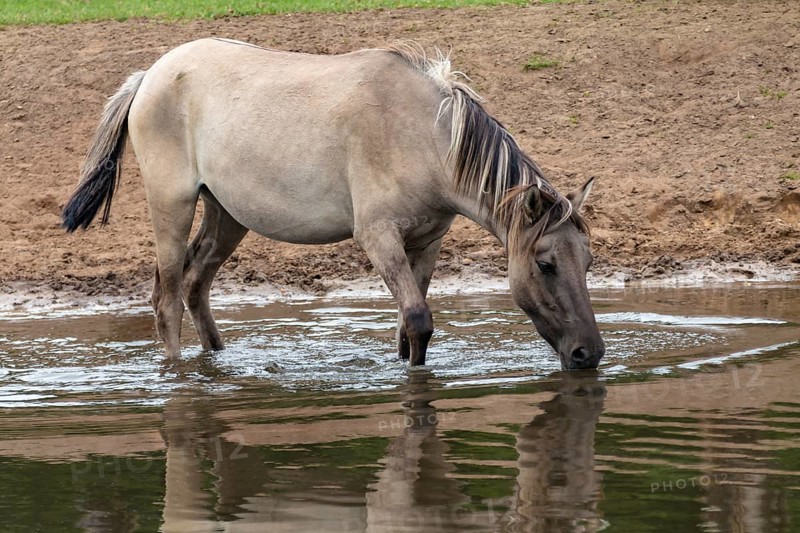 The Dülmen horses live wild near Dülmen, in the Merfelder Bruch nature reserve in North Rhine-Westphalia. The eel line on their backs is a typical feature of these wild horses. Wild live the Dülmen horses near Dülmen, in the nature reserve Merfelder Bruch, North Rhine-Westphalia. A characteristic feature of the wilds is the eel on the back