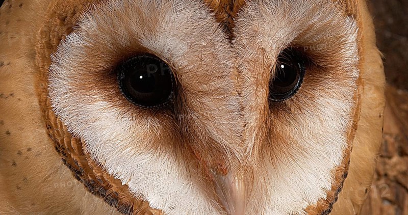 Barn Owl (tyto alba), Portrait of Adult looking around, Normandy in France